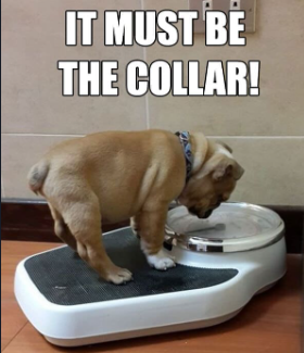 Funny doggy on scale wondering why he gained weight