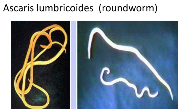 Ascaris worms
