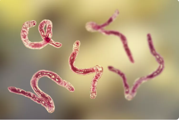 Microscopic view of hookworms under magnification.