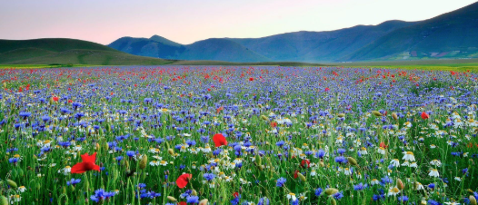 Field of wildflowers with mountain background at sunset.