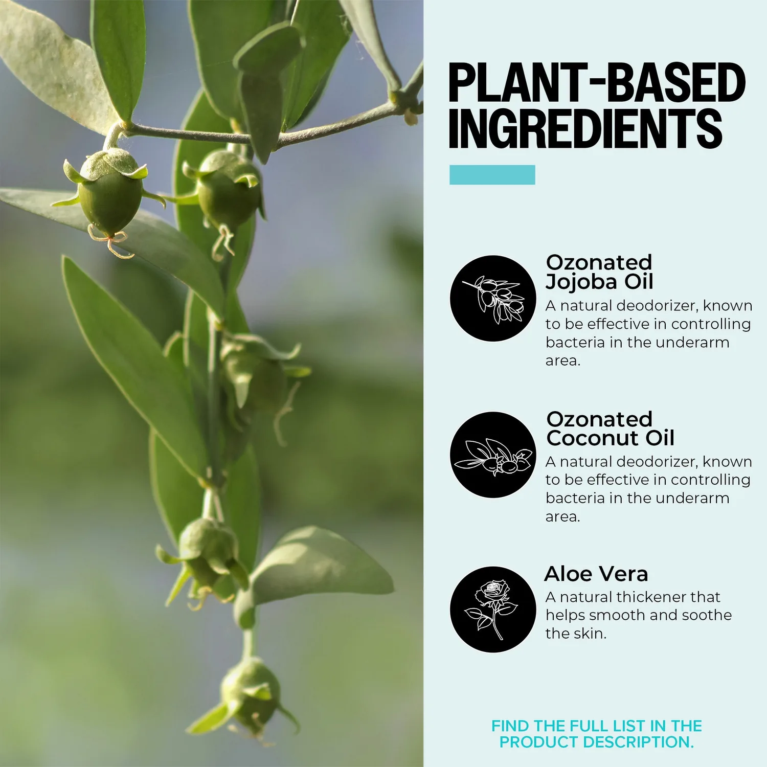 Plant-based ingredients in PurO3 Unscented Jojoba Oil Deodorant: ozonated jojoba oil, ozonated coconut oil and aloe vera